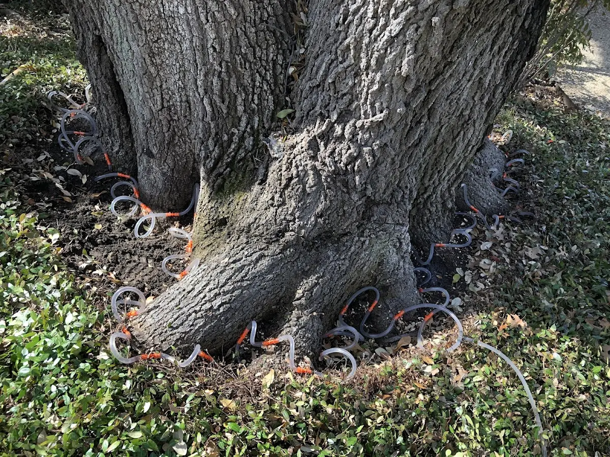 Detailed Tree Cabling and Bracing job site in Minford